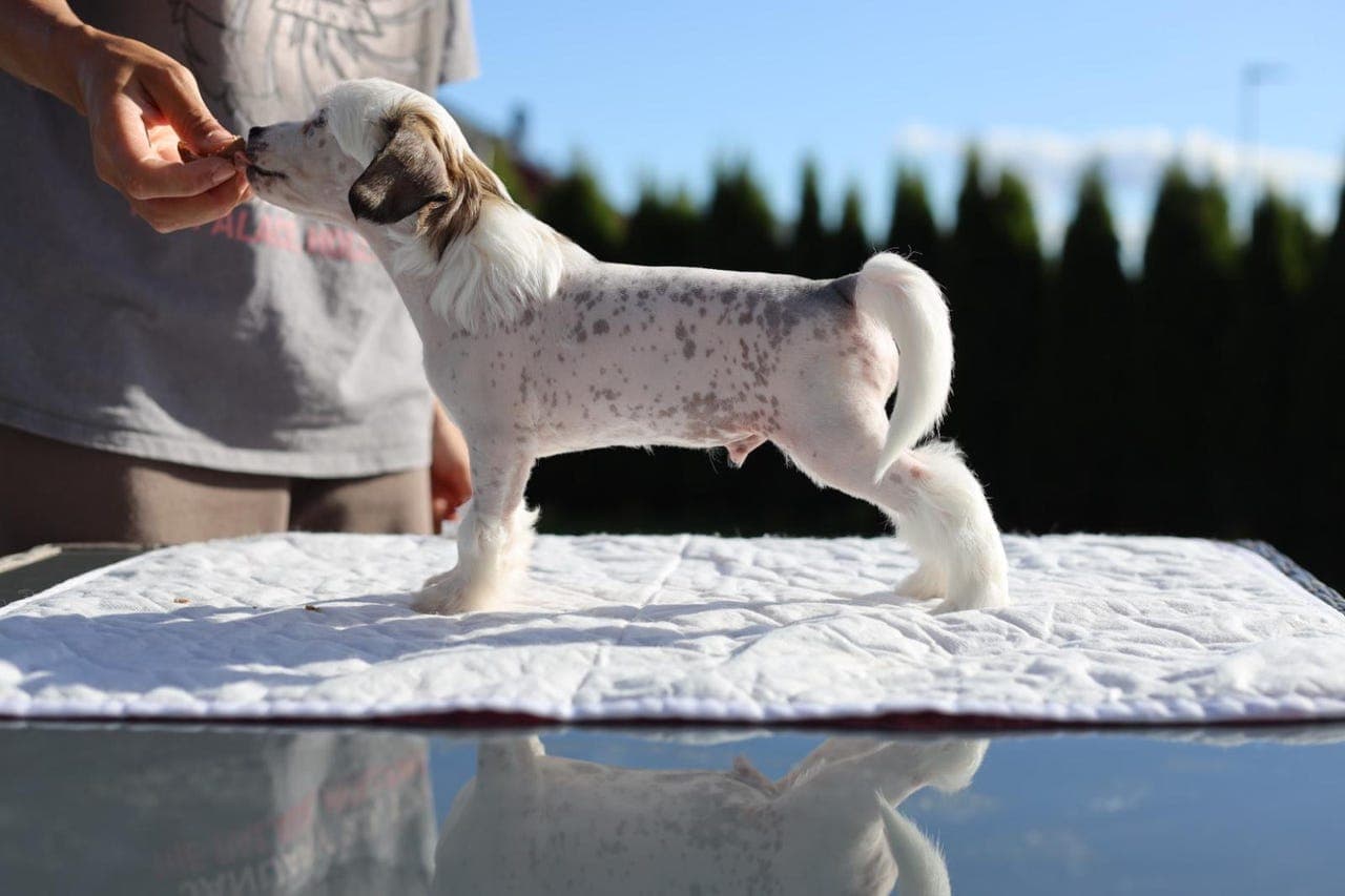 Prikkete chinese crested gutt 💙