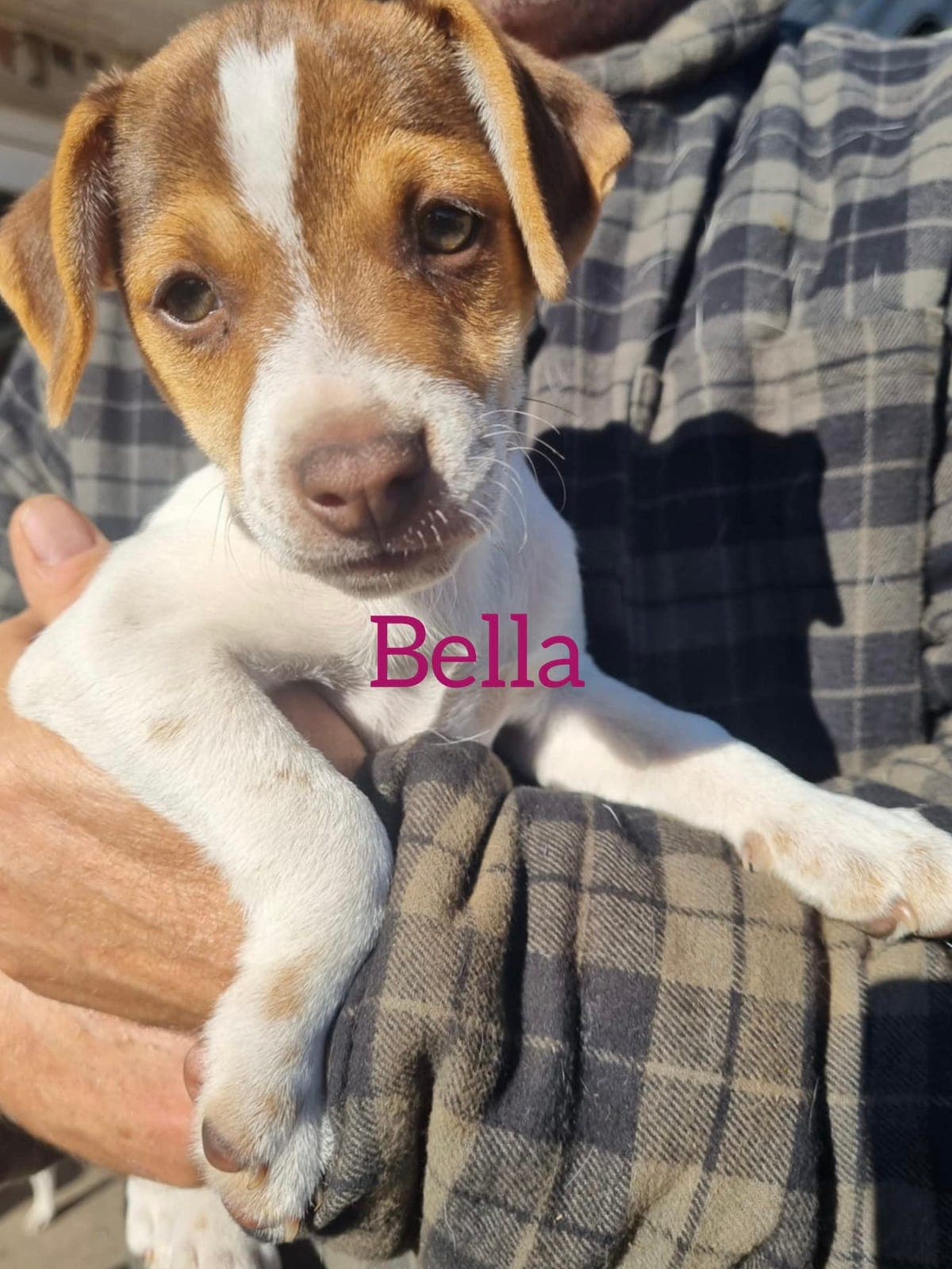 Dansk svensk gårdshund 🐶