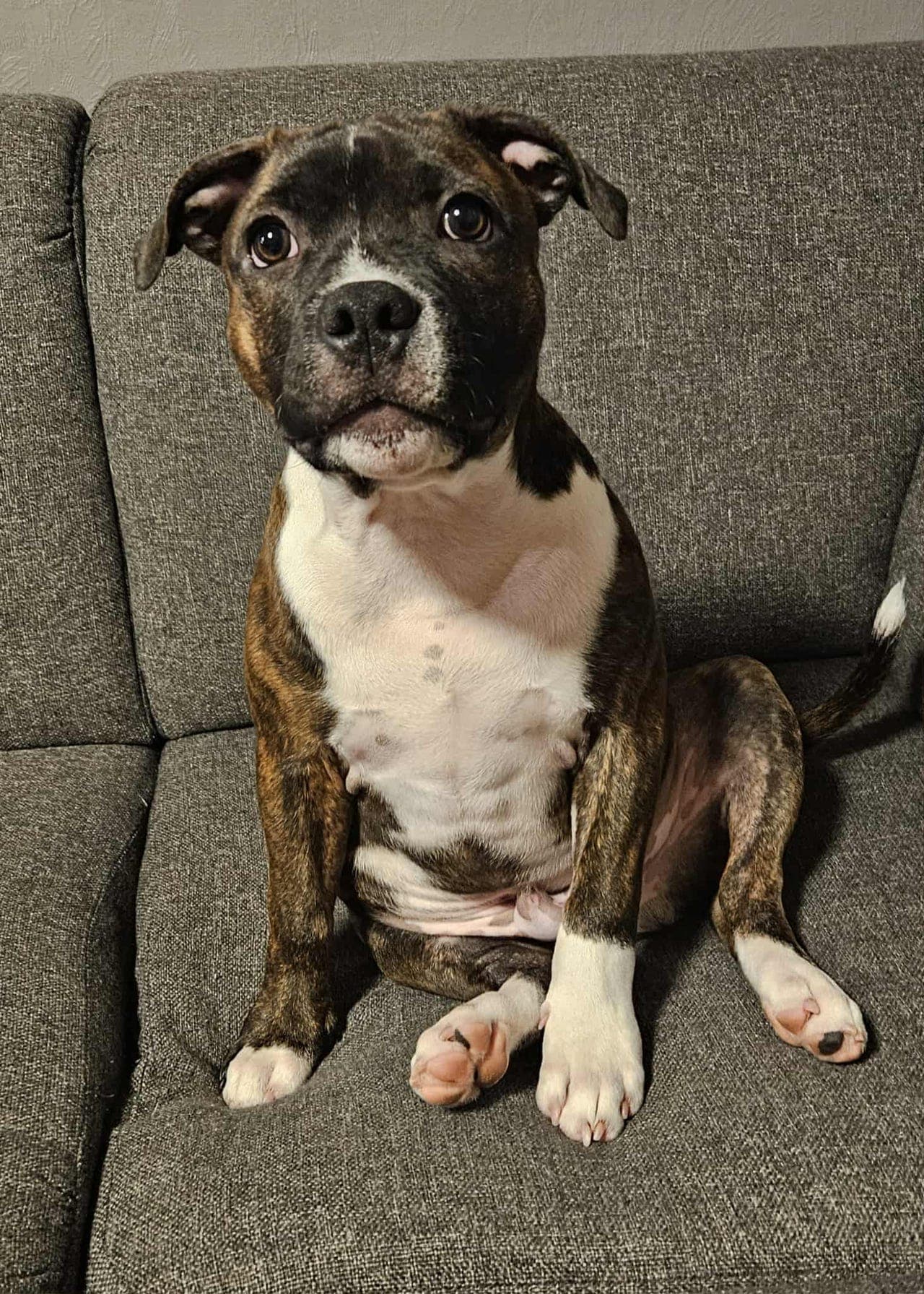 5 måneder - staffordshire bull terrier