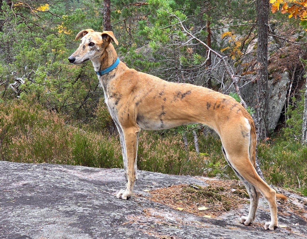 Spanske galgo valper, 9 måneder, selges/for avtale