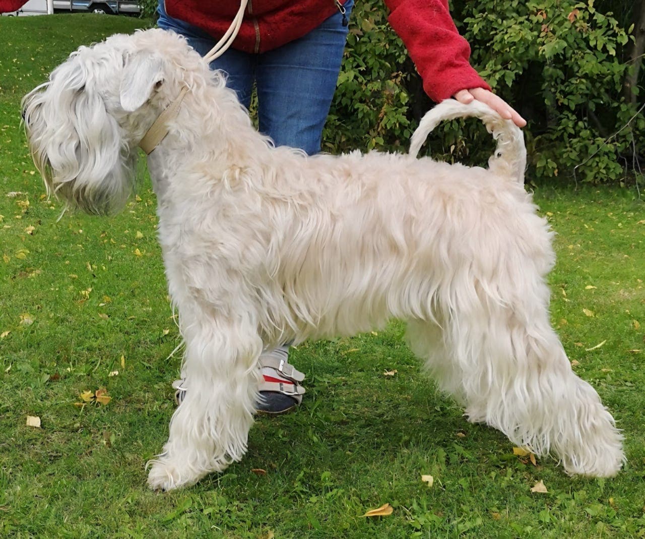 Irish softcoated wheaten terrier valper