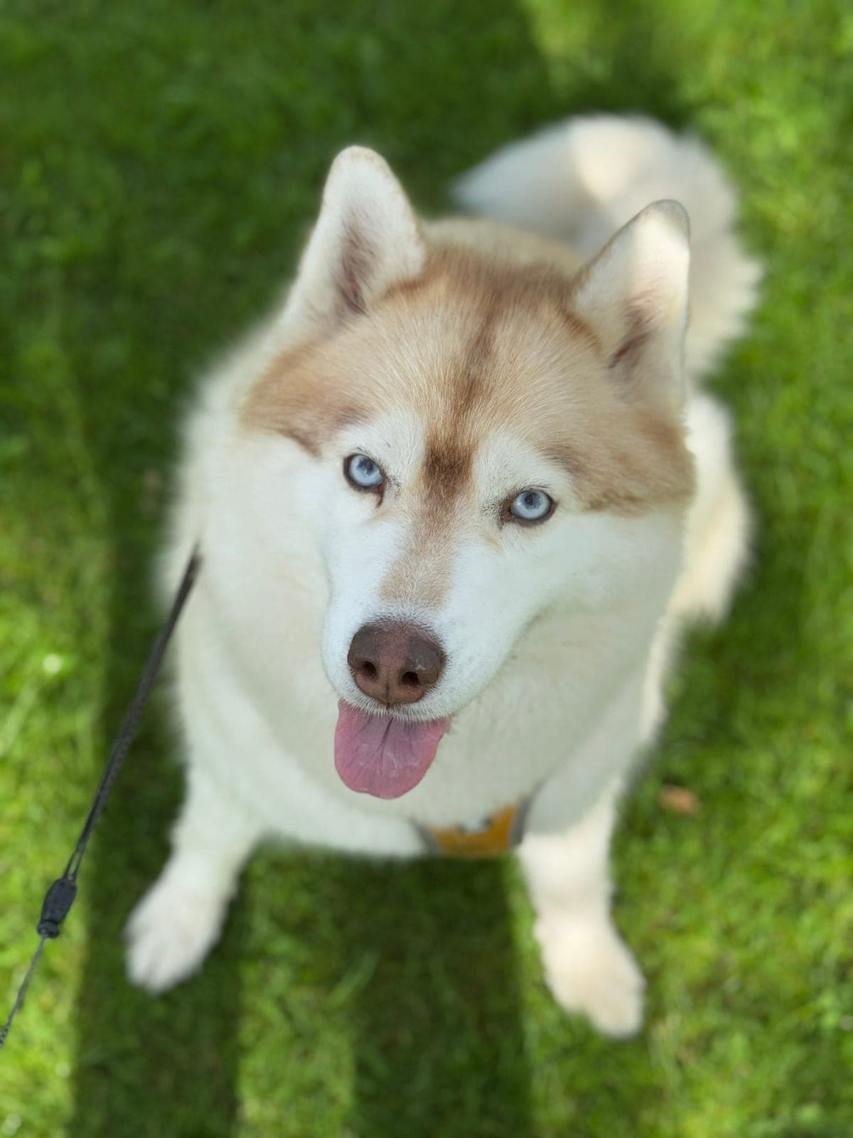 Ønsker besøkshjem (med mulighet for mer) til verdens fineste Kiska 🐾