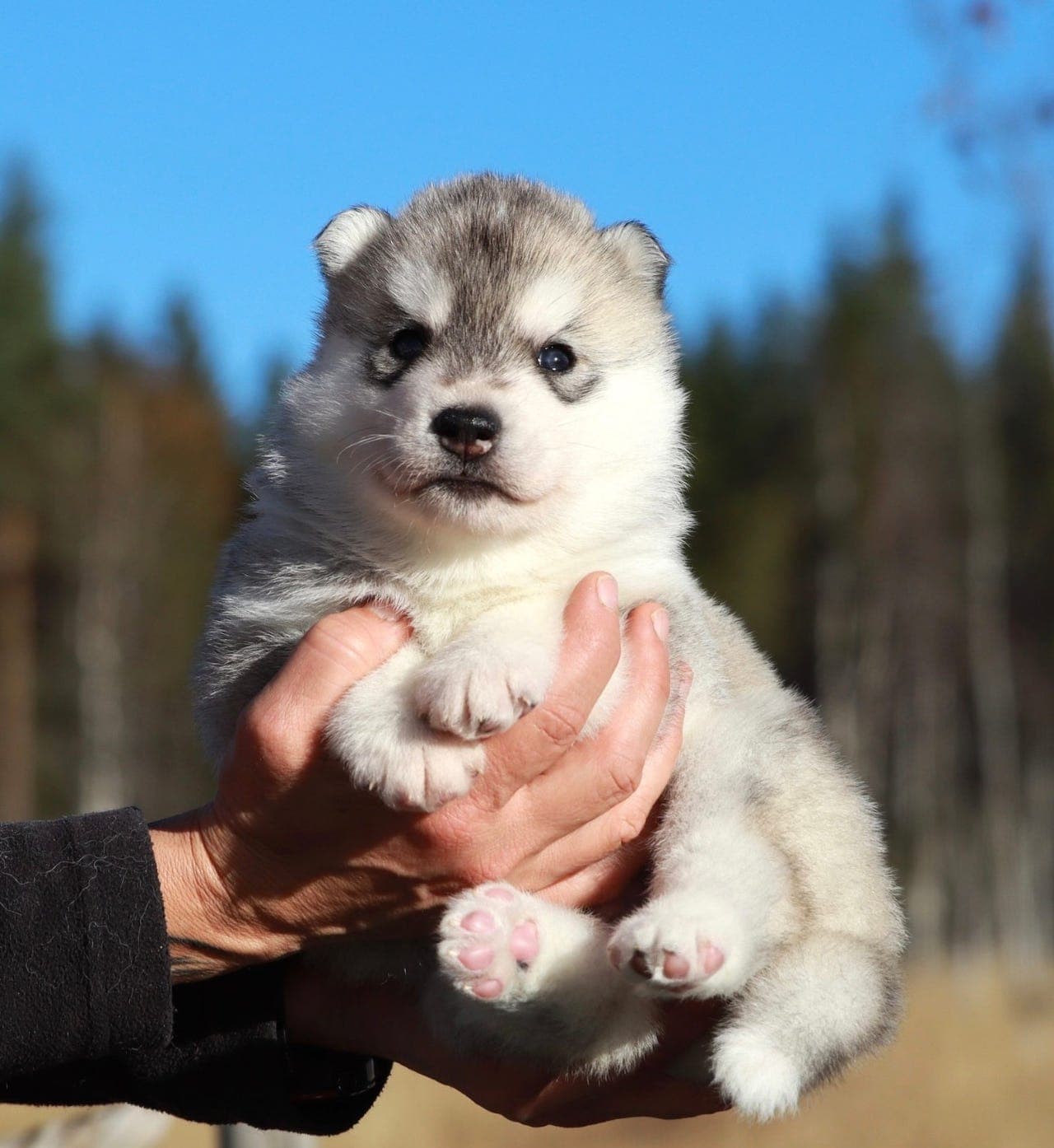 Siberian husky hannvalp NKK