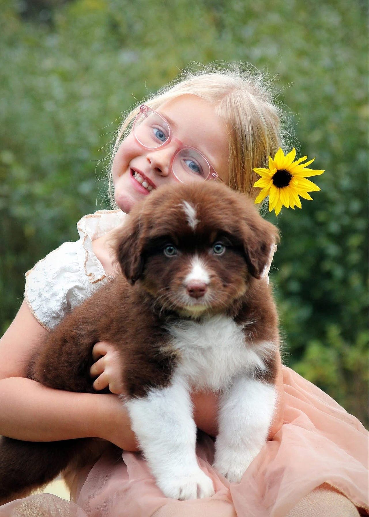 Australian Shepherd valp leveringsklar 🤎