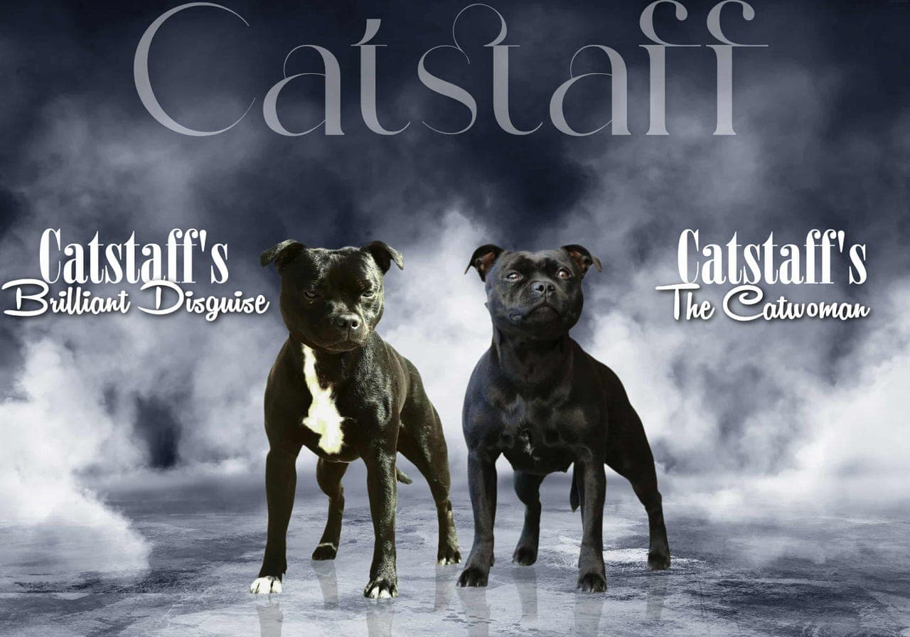 Staffordshire bull terrier valper ventes