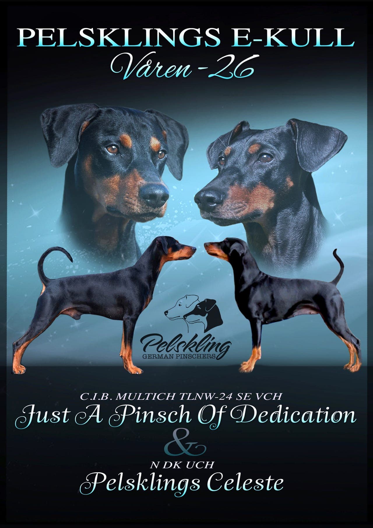 Pinscher valper