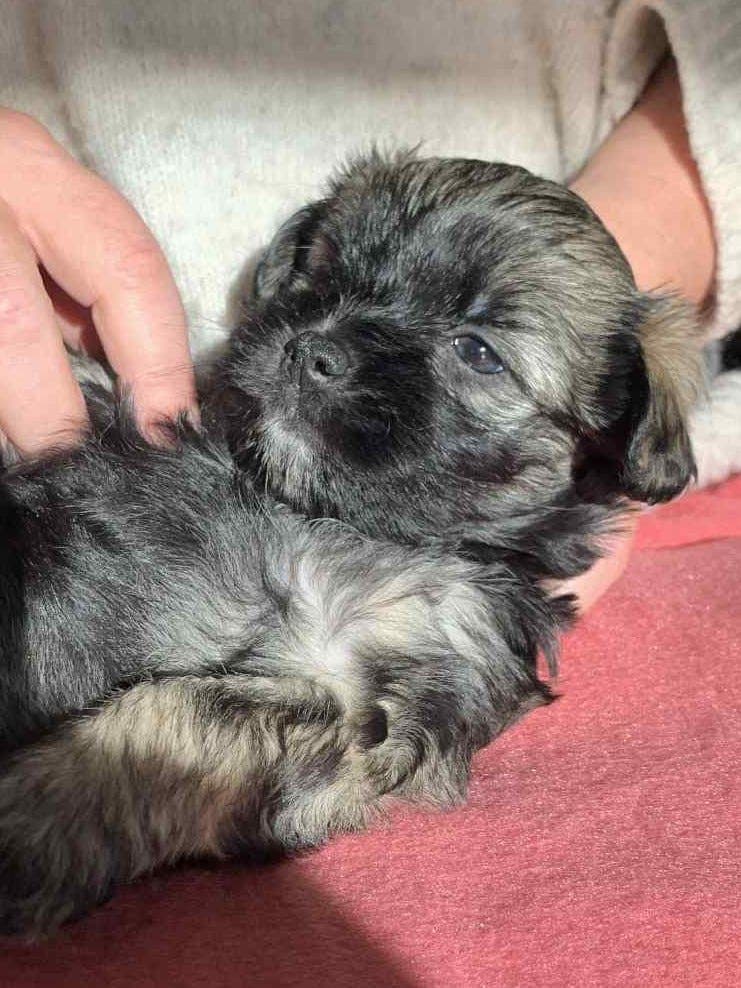 Løwchen den perfekte familiehund