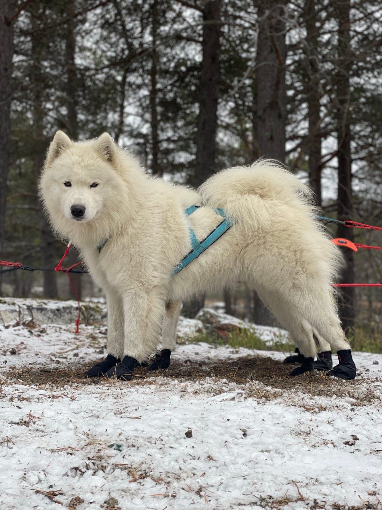 Aktiv samojed til salgs
