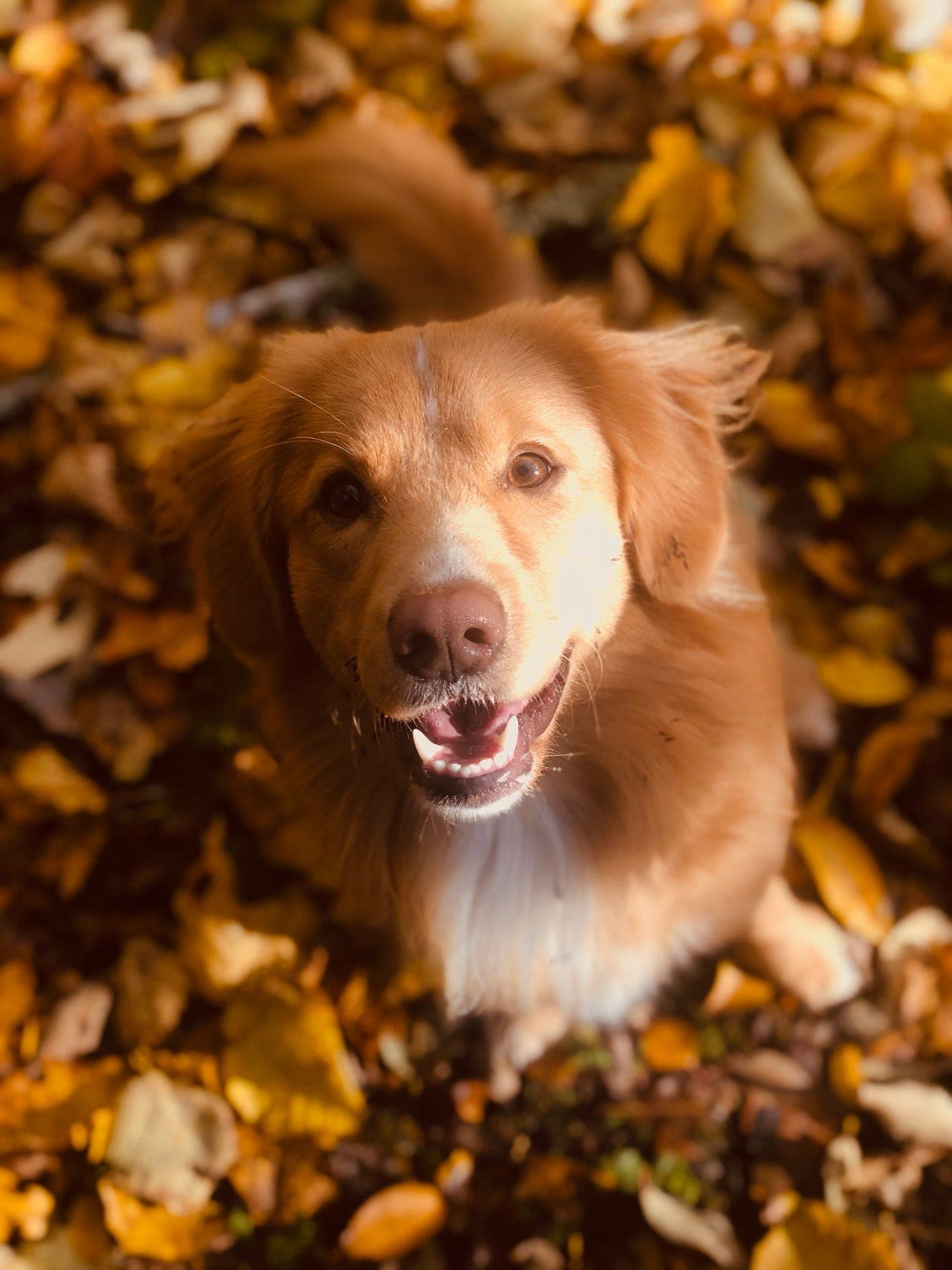 Bonusfamilie til Lukas søkes