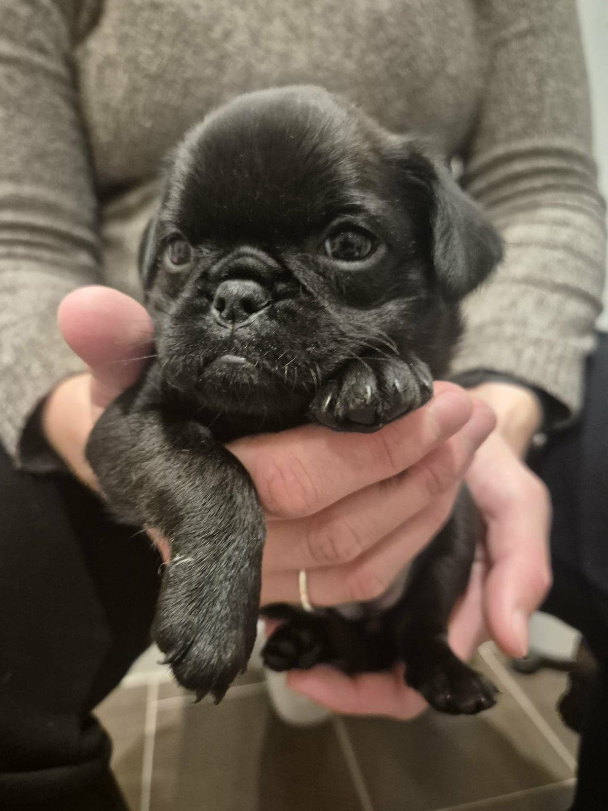 Petit Brabancon valper, 2 tisper ledige