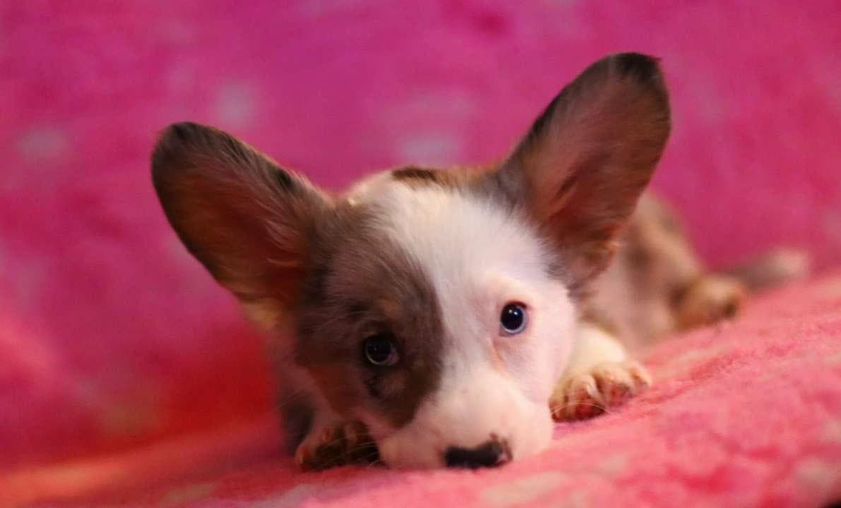 Welsh Corgi Cardigan Valper Merle og Tricolor