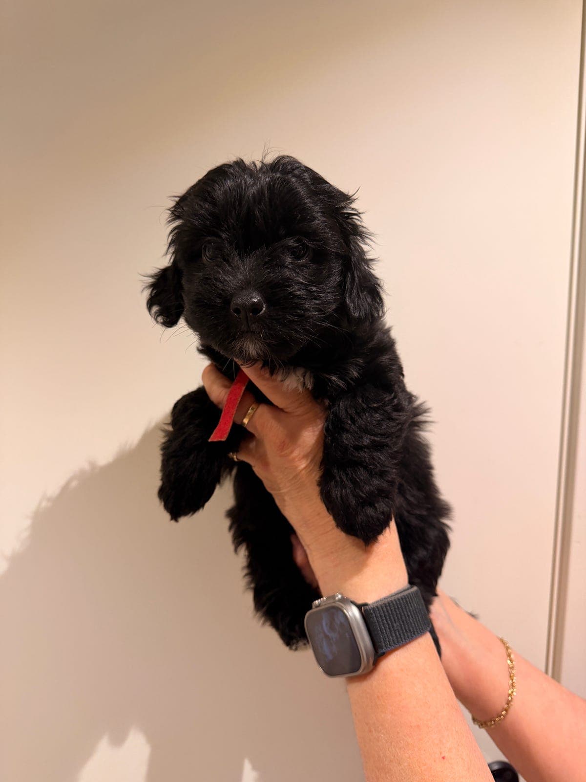 Nydelige Bichon Havanais Valper