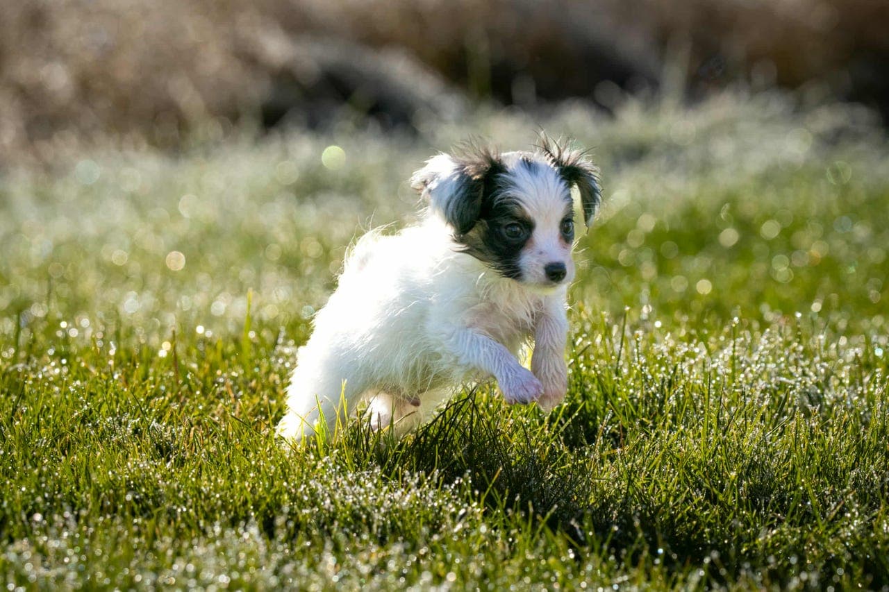 Papillon/Phalene valp selges🥰