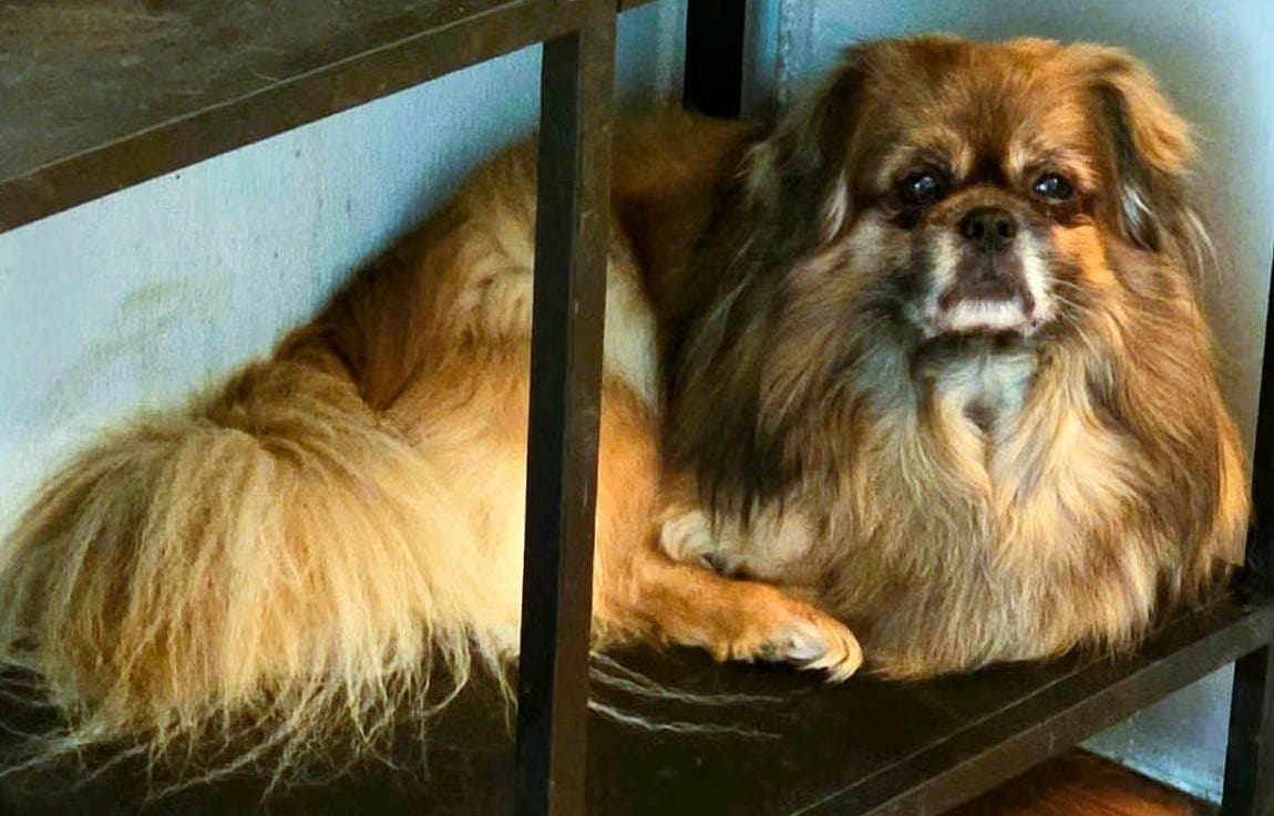 Tibetansk spaniel hanne 6,5 år.