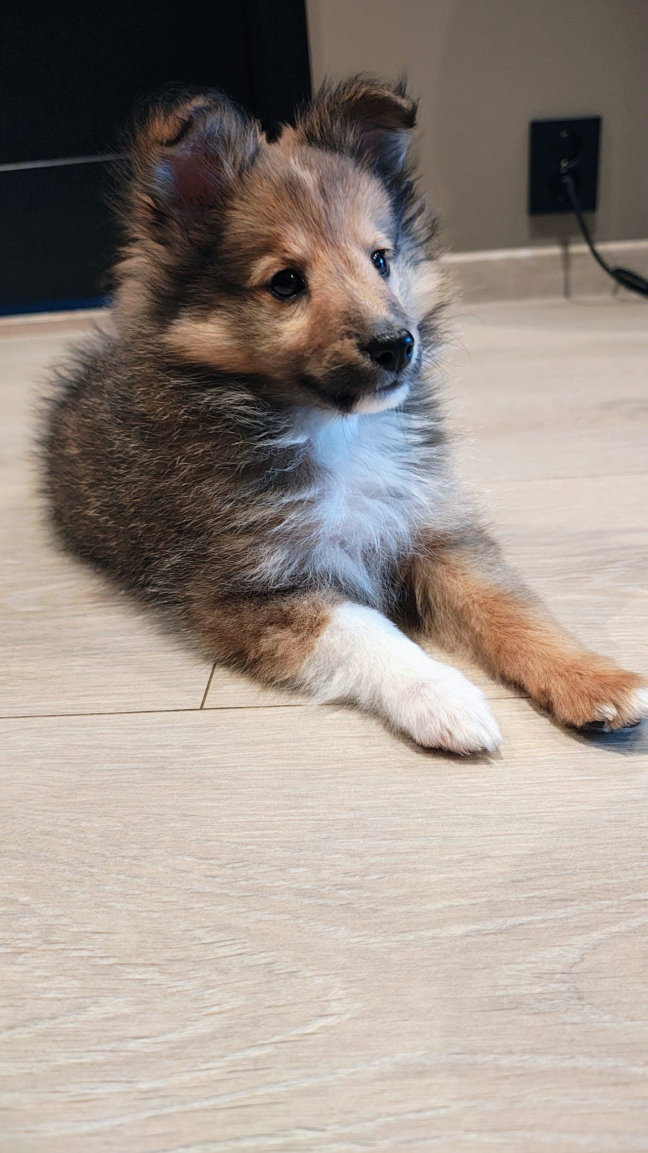 Shetland Sheepdog gutt 💙