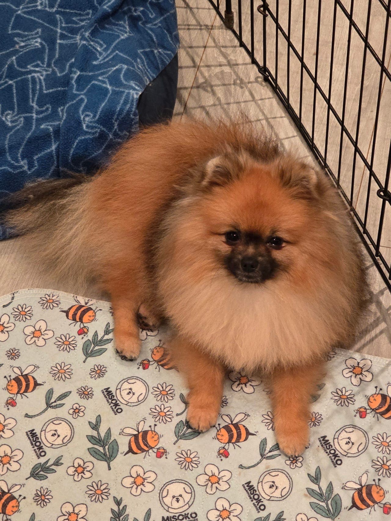Vakker pomeranian gutt 20 mnd NKK REG 💙