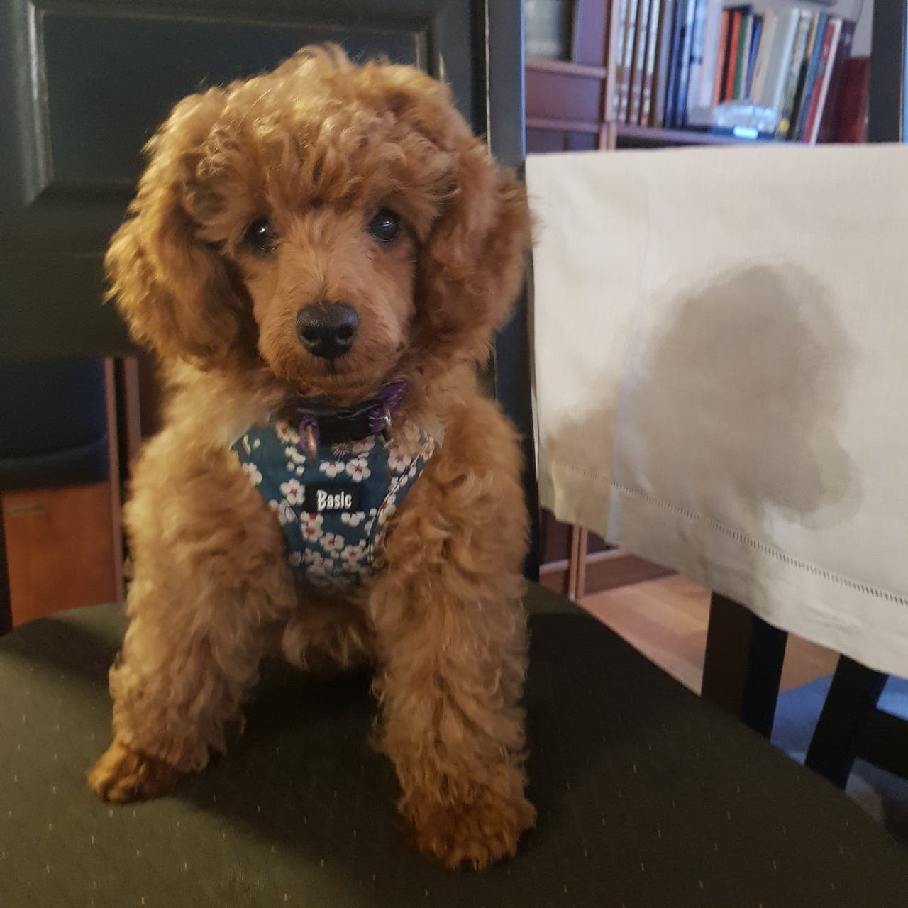 Toy puddel kvalp tilsalgs,Sotra vest for Bergen