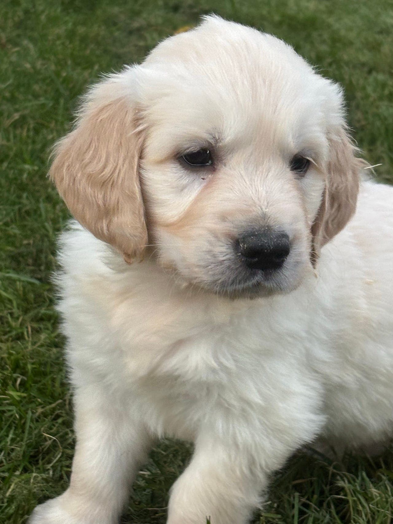 Golden retriever valper