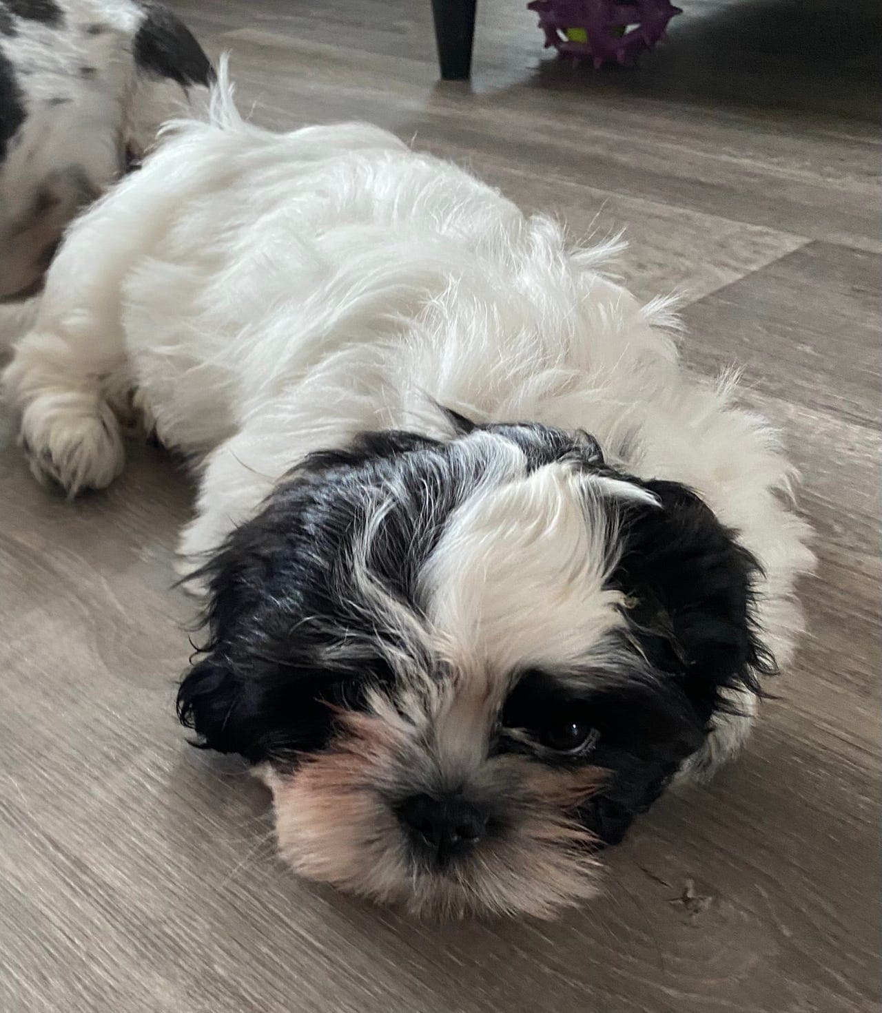 NKK registrerte Shih tzu valper