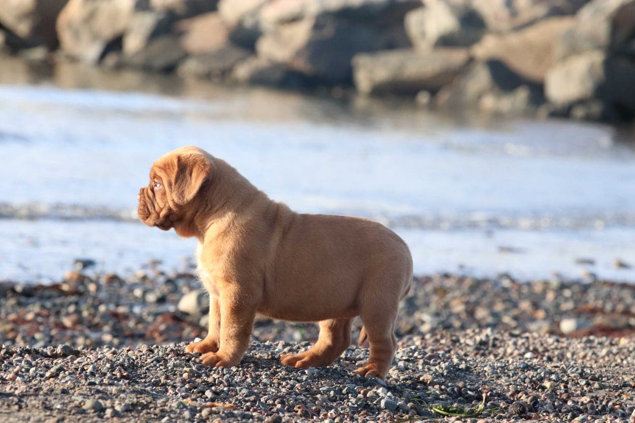 Dogue de Bordeaux / Bordeaux Dogge / Fransk Mastiff