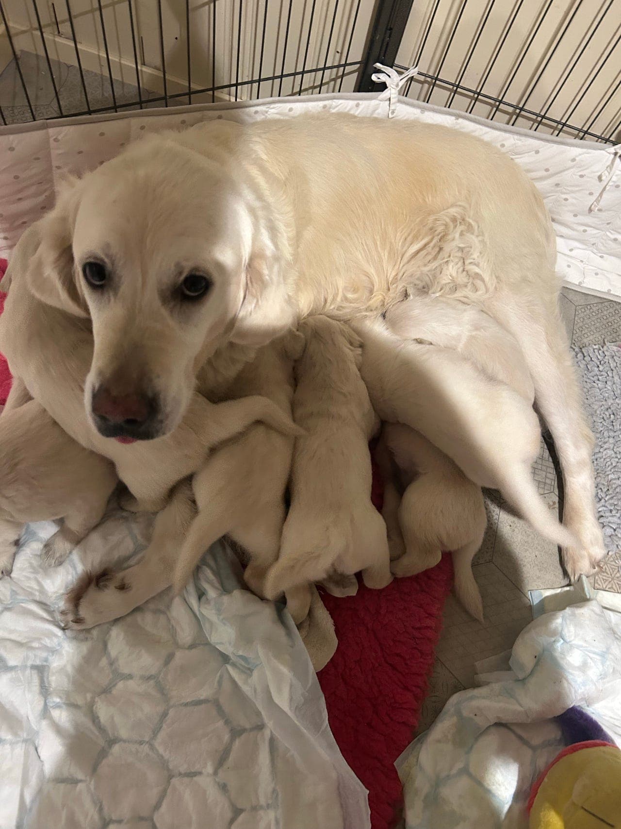 Golden Retriever Valper til salgs