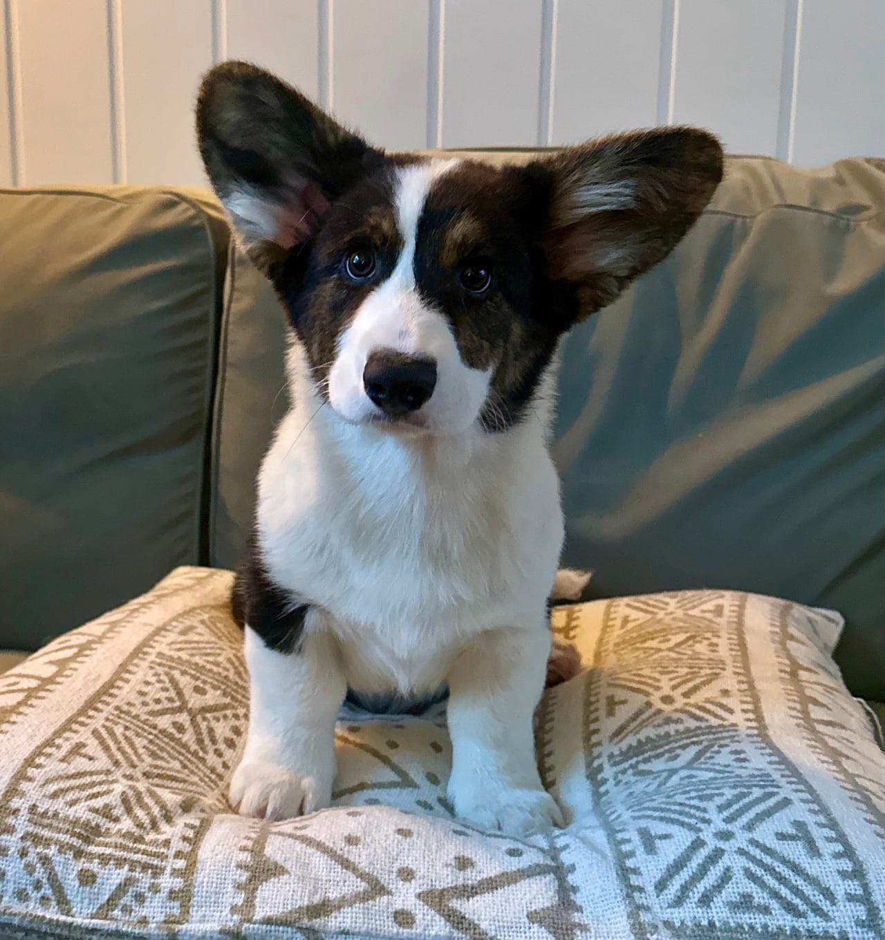 Welsh Corgi Cardigan valper- leveringsklare