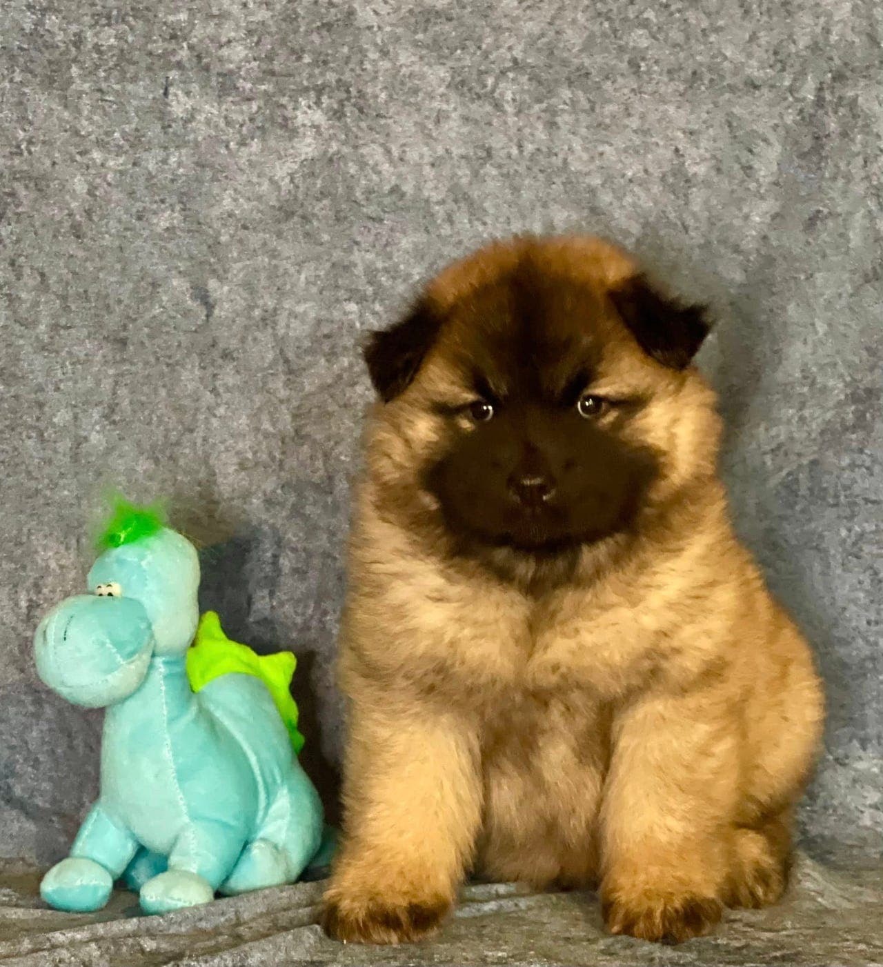 EURASIER valper