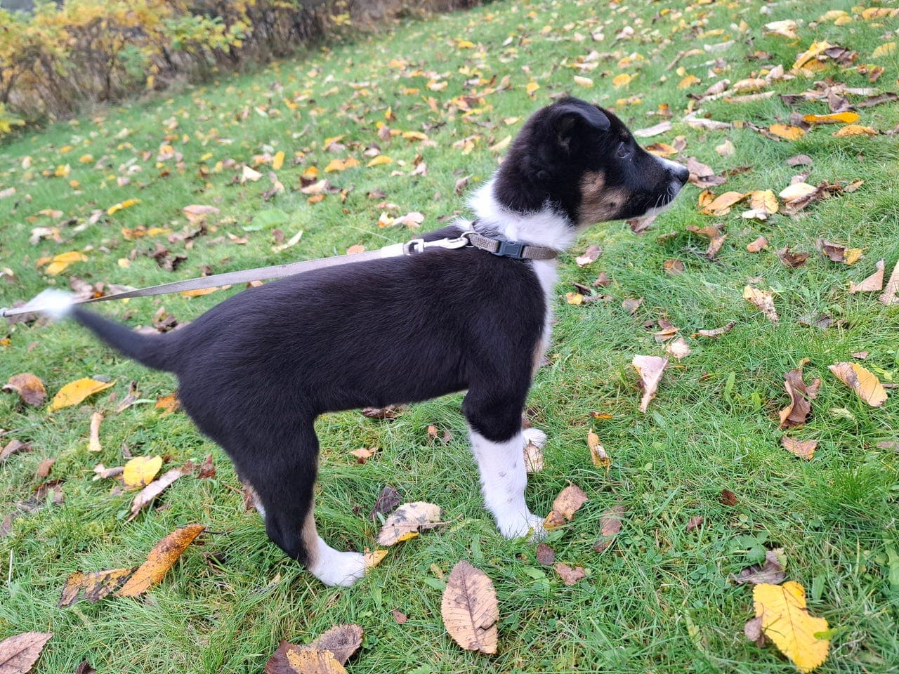Border Collie tispe leveringsklar