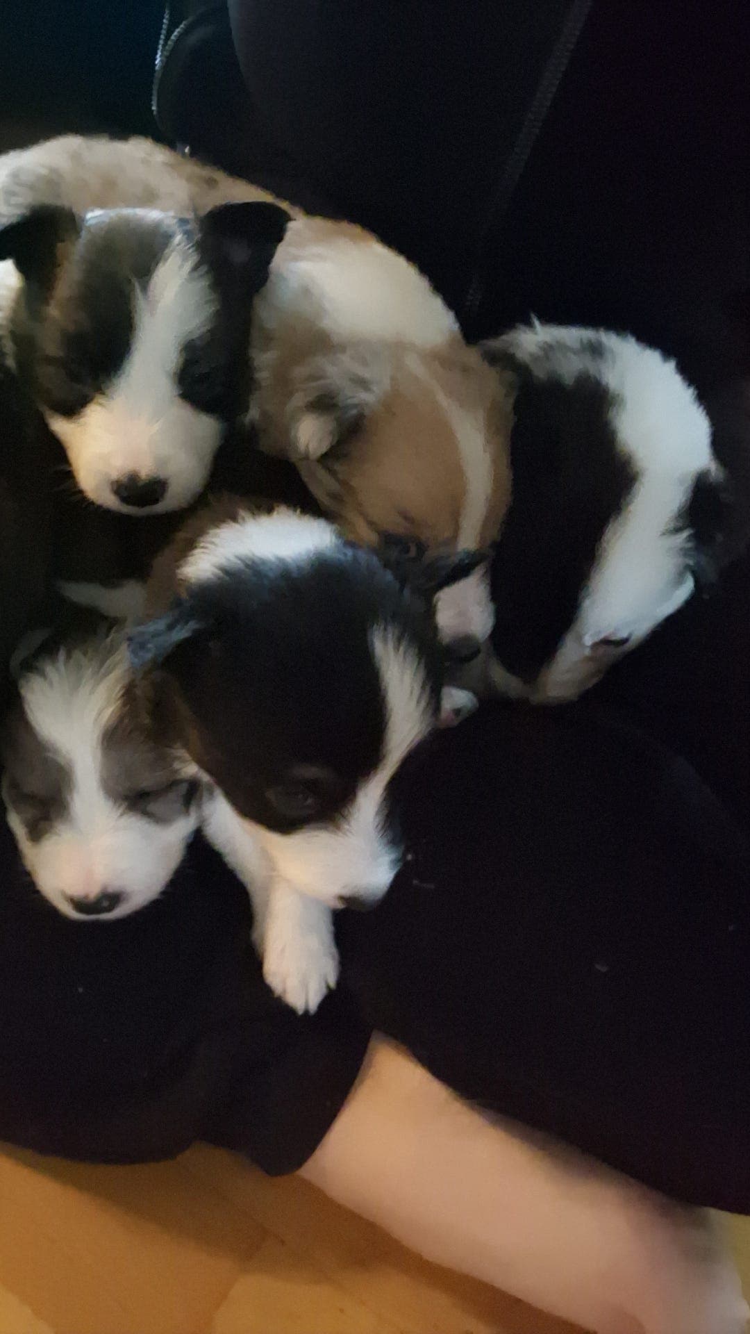 Spesielt pene Bordercollie valper selges