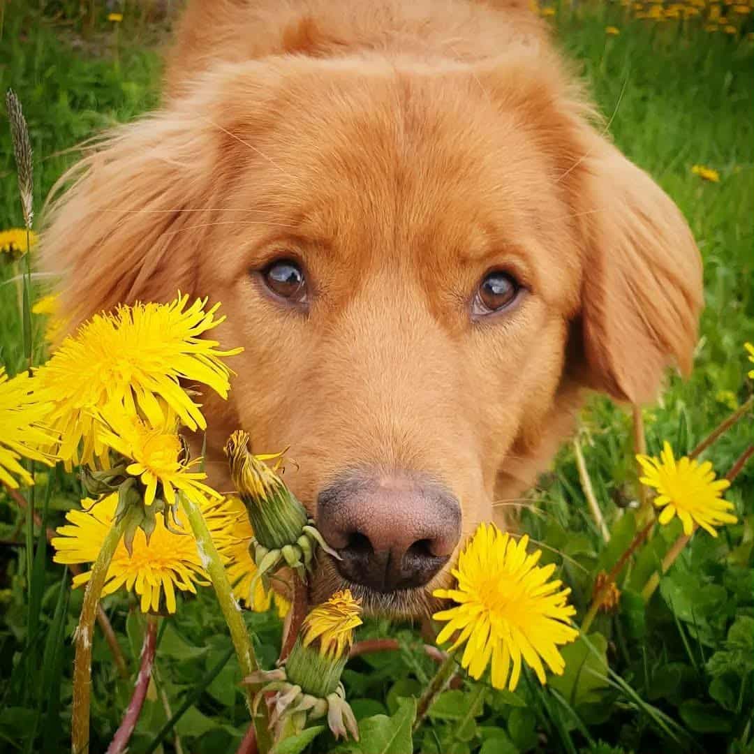 Nova Scotia Duck Tolling Retriever