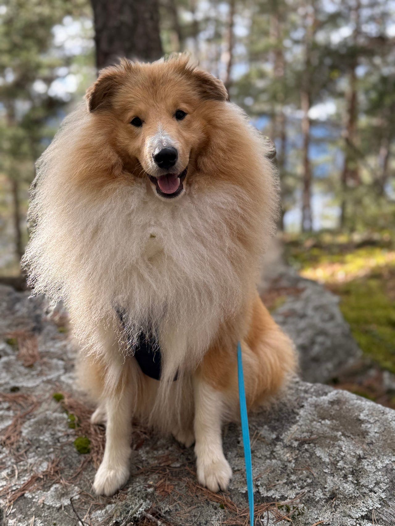 Shetland sheepdog (hannhund)  søkes nytt hjem