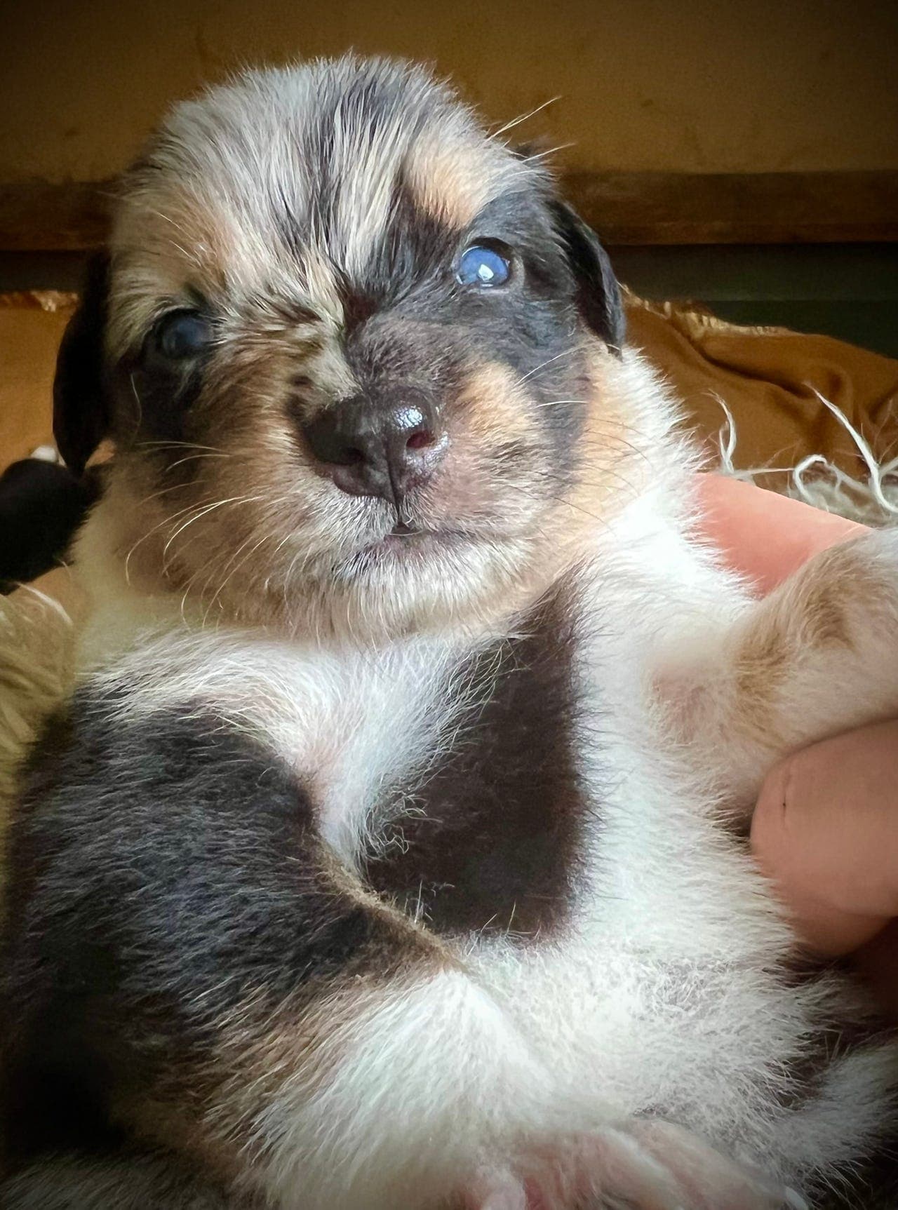 Australian Shepherd valper