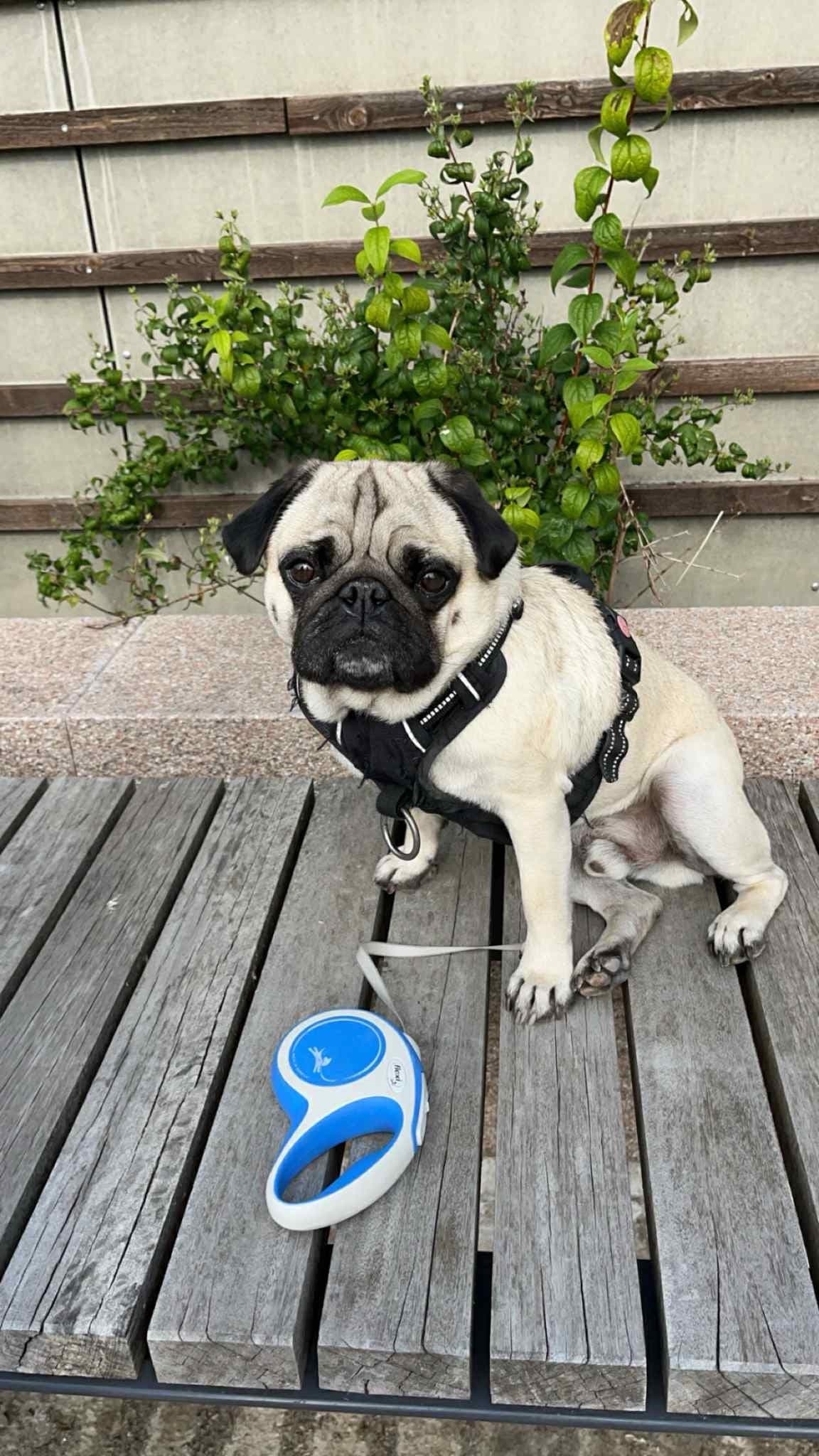 Fantastisk familiehund søker nytt, trygt hjem