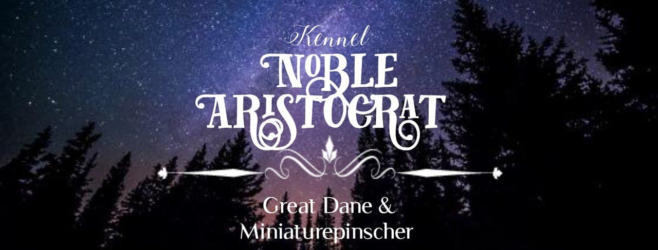 🧡💛💫⭐ Dvergpinschervalper - Love Affair kullet