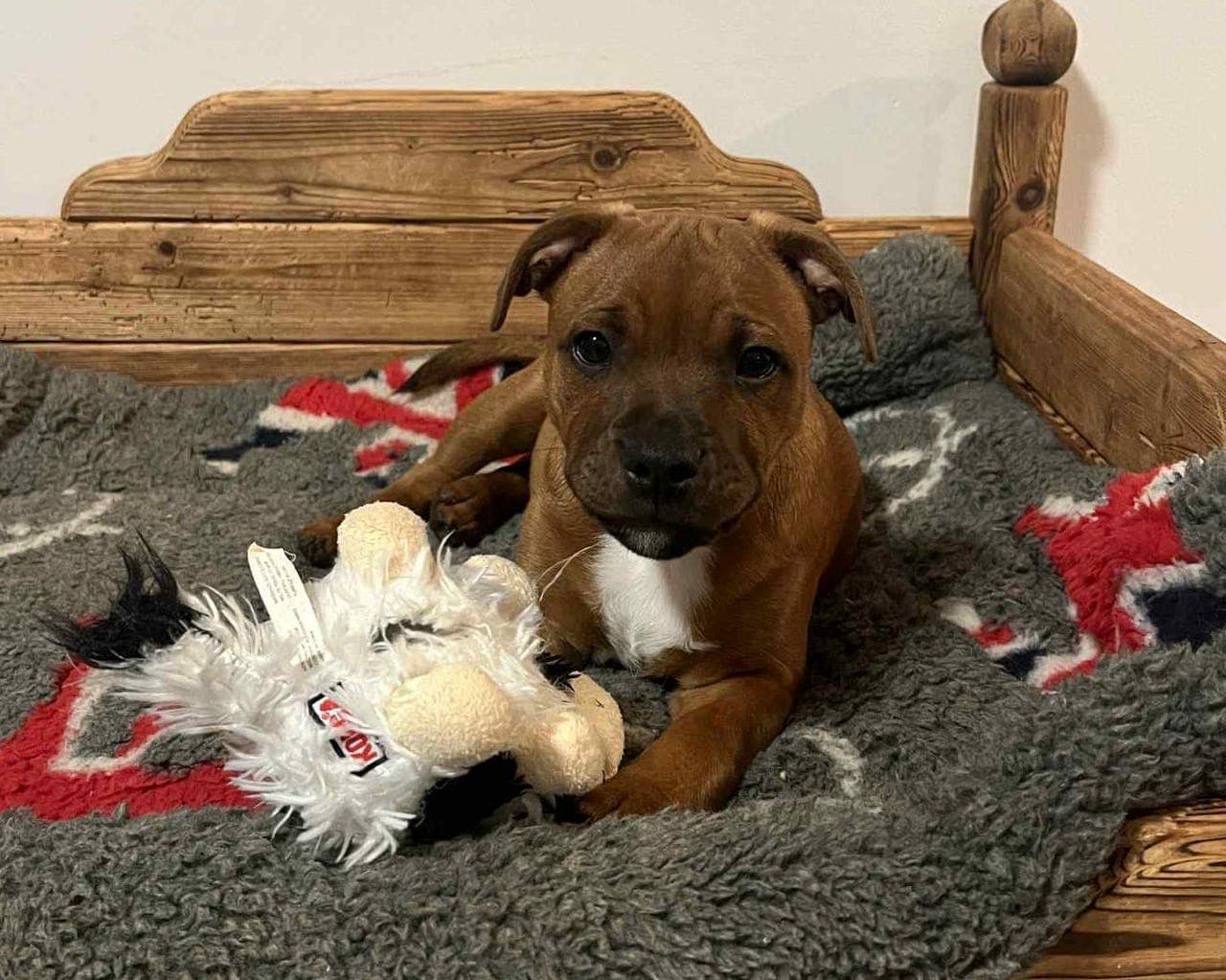 Hannhund på 4 mnd søker Forvert fra slutten av november