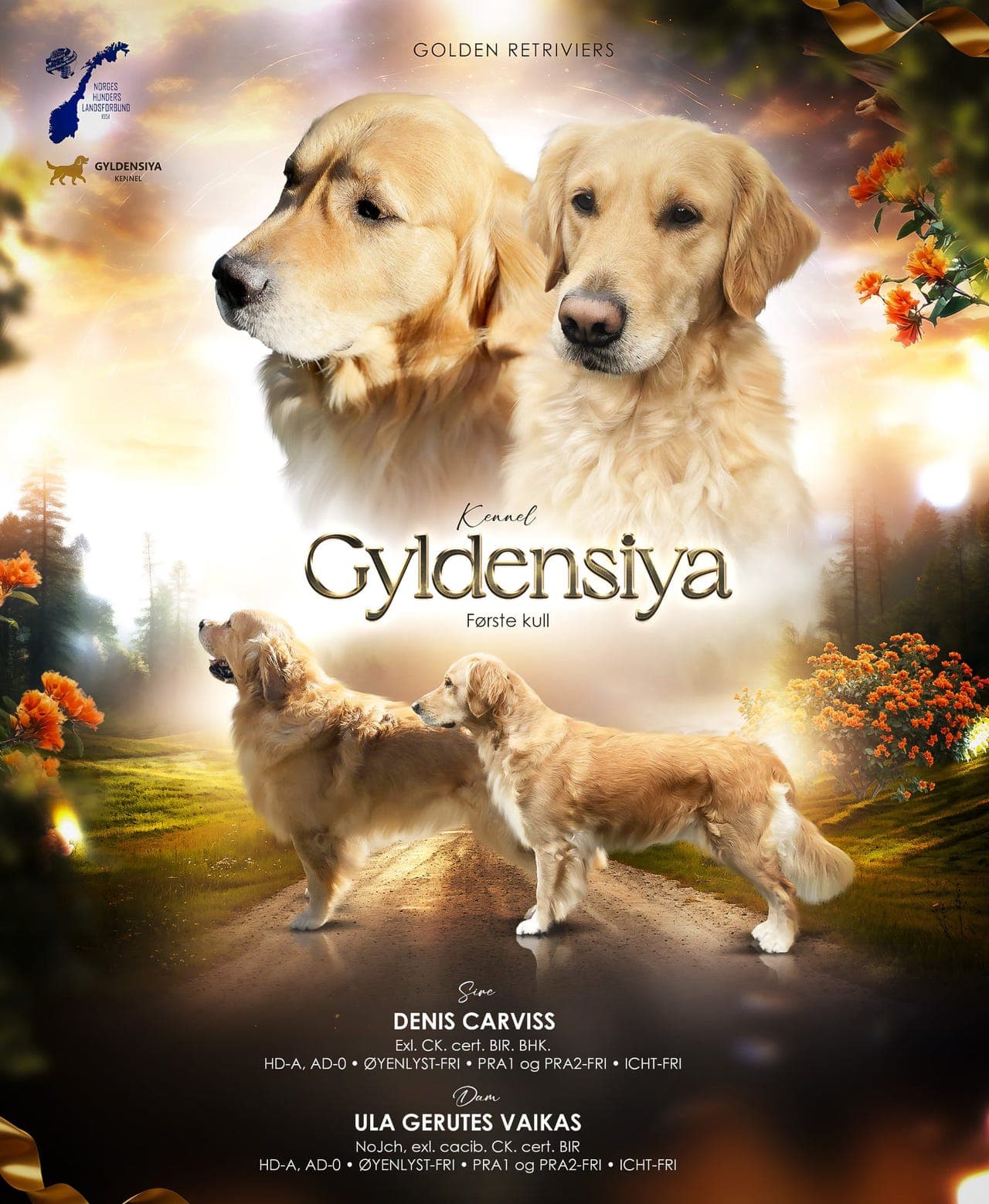 Golden retrivier valper med stamtavle og kjøpekontrakt,