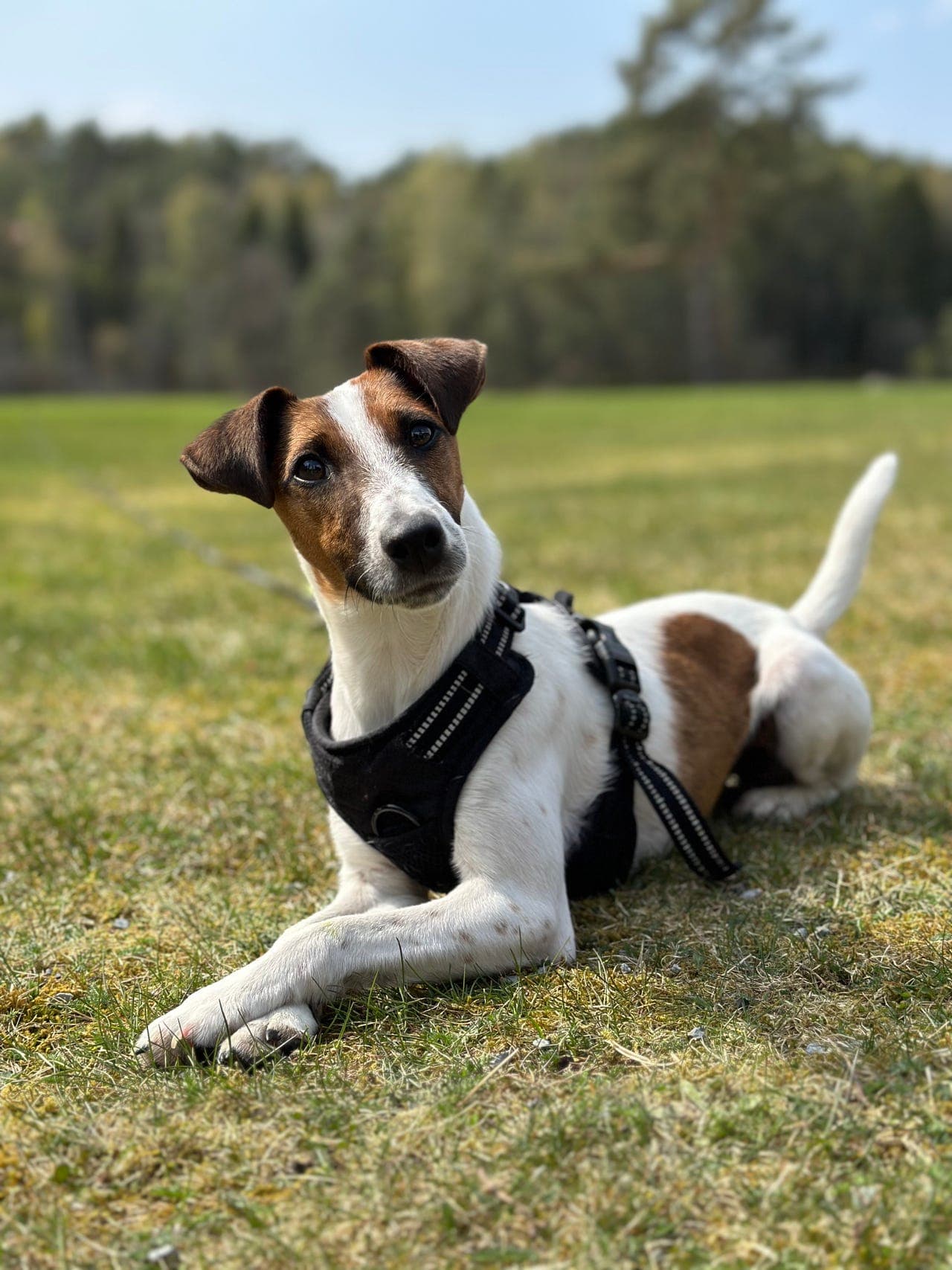 Nydelig Fox Terrier tispe