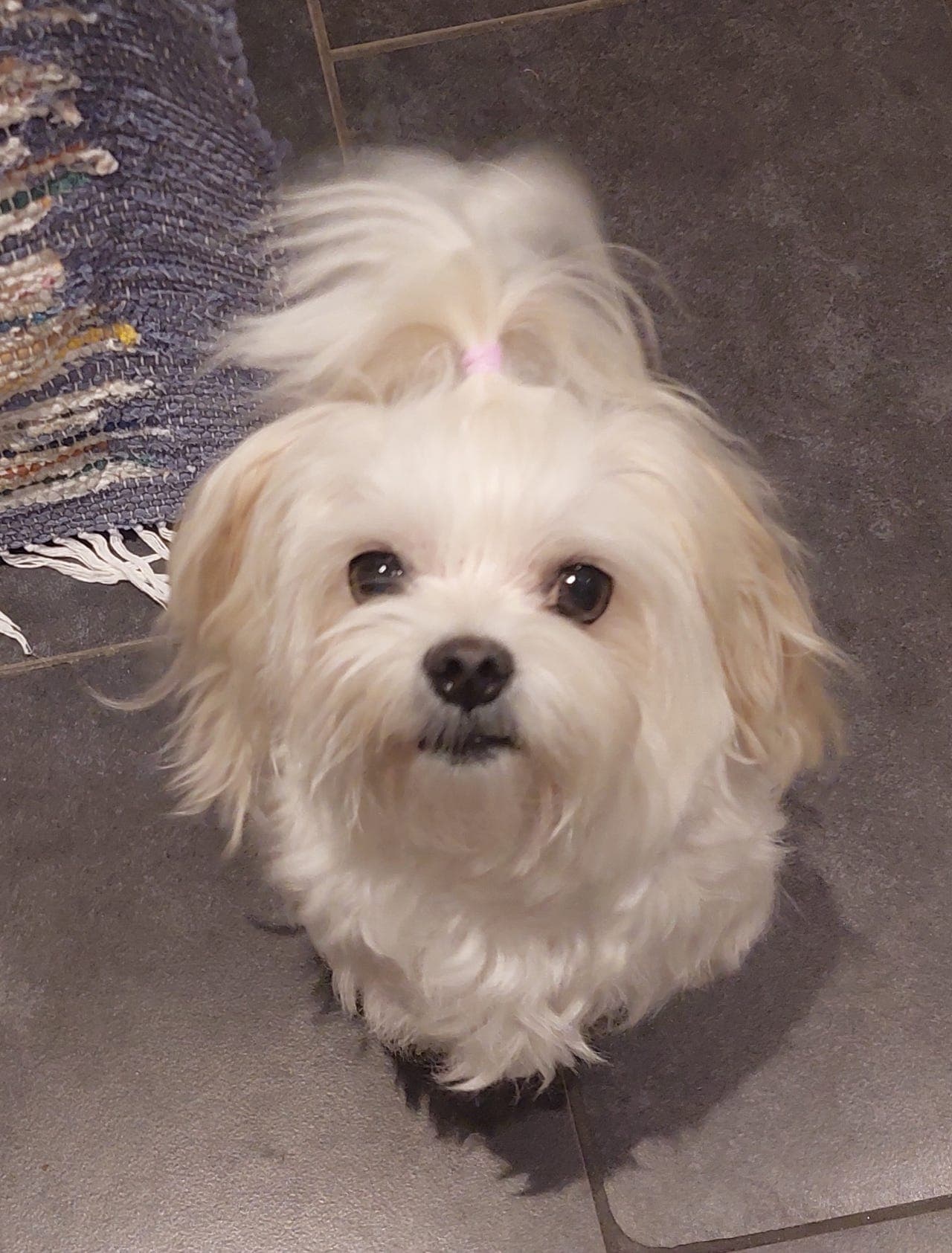 Malteser tispe til salgs