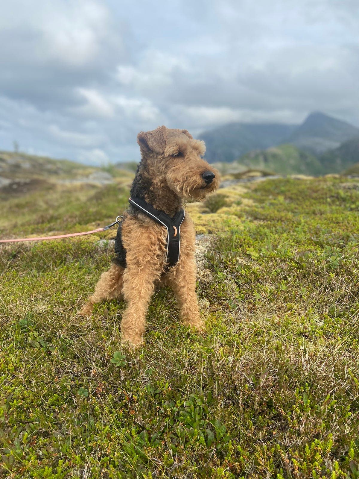 Welsh terrier, lengre pass/avlastningshjem