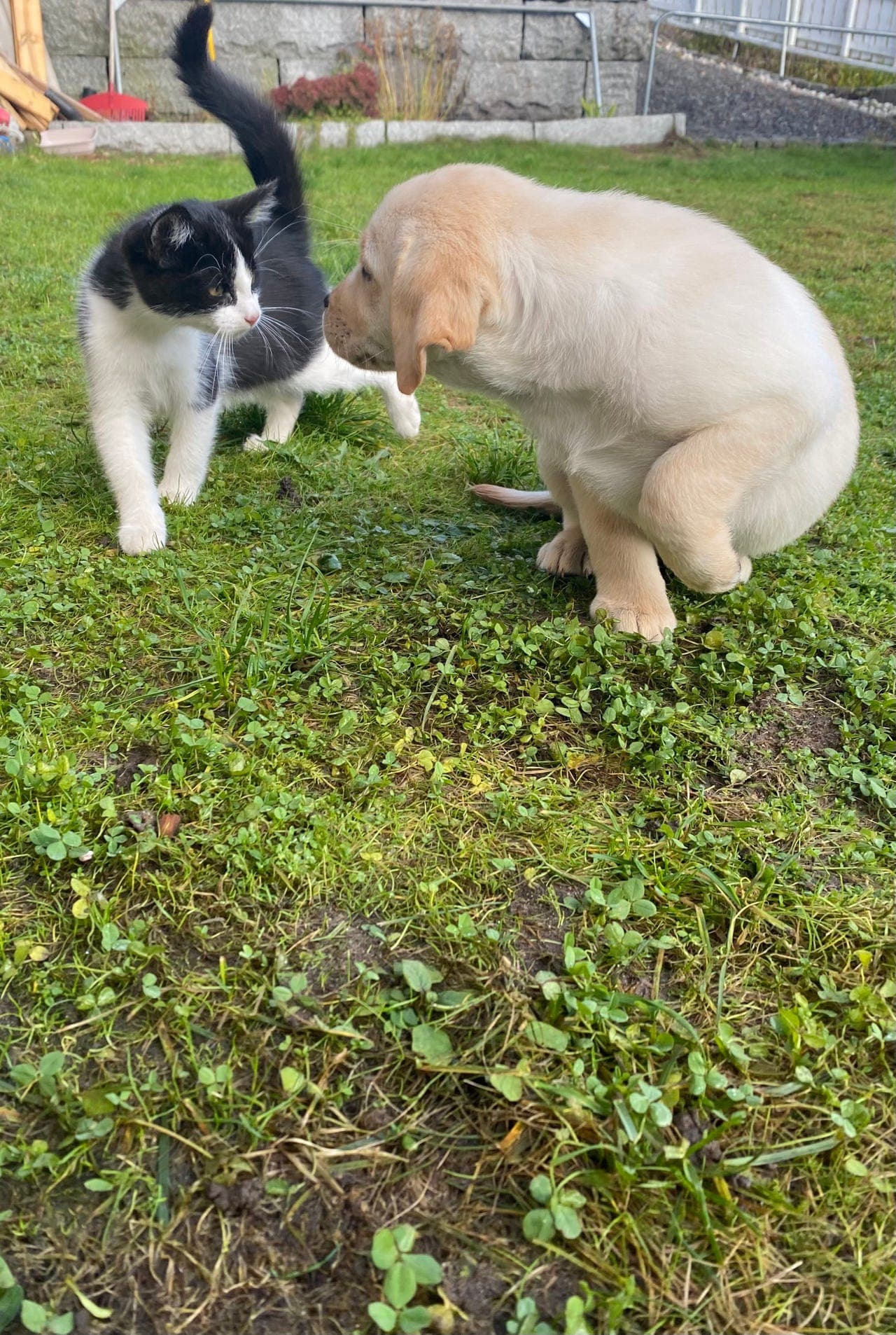 NKK registrert Labrador Retriever  tispe