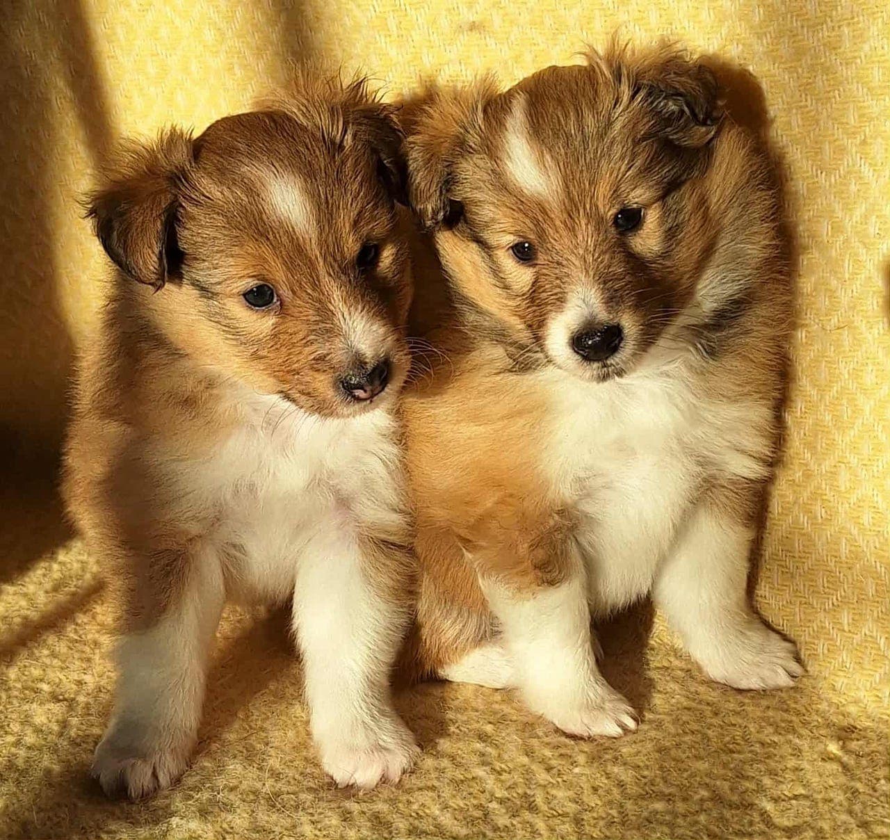 Nydelige Shetland Sheepdog tispevalper til salgs!