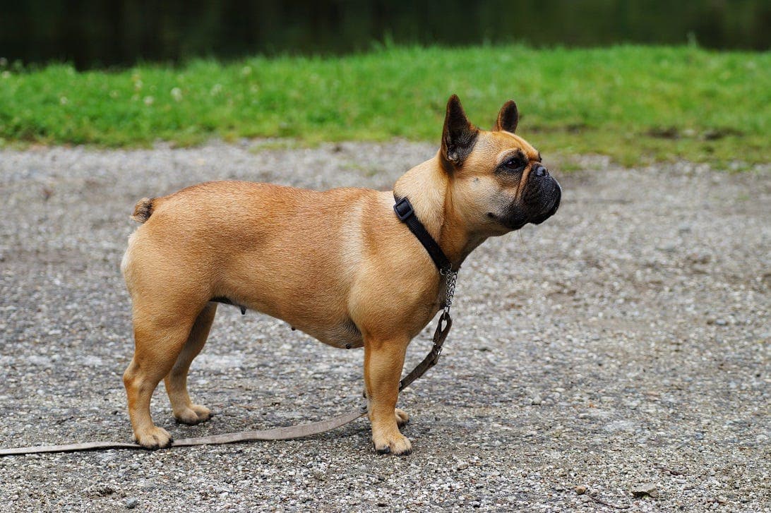 Fransk Bulldog