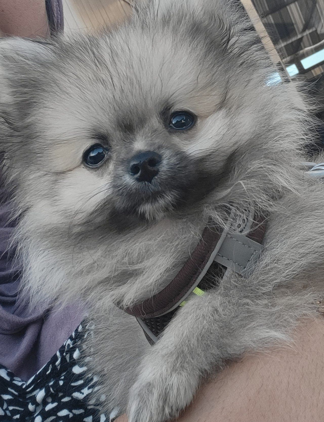 Pomeranian valp