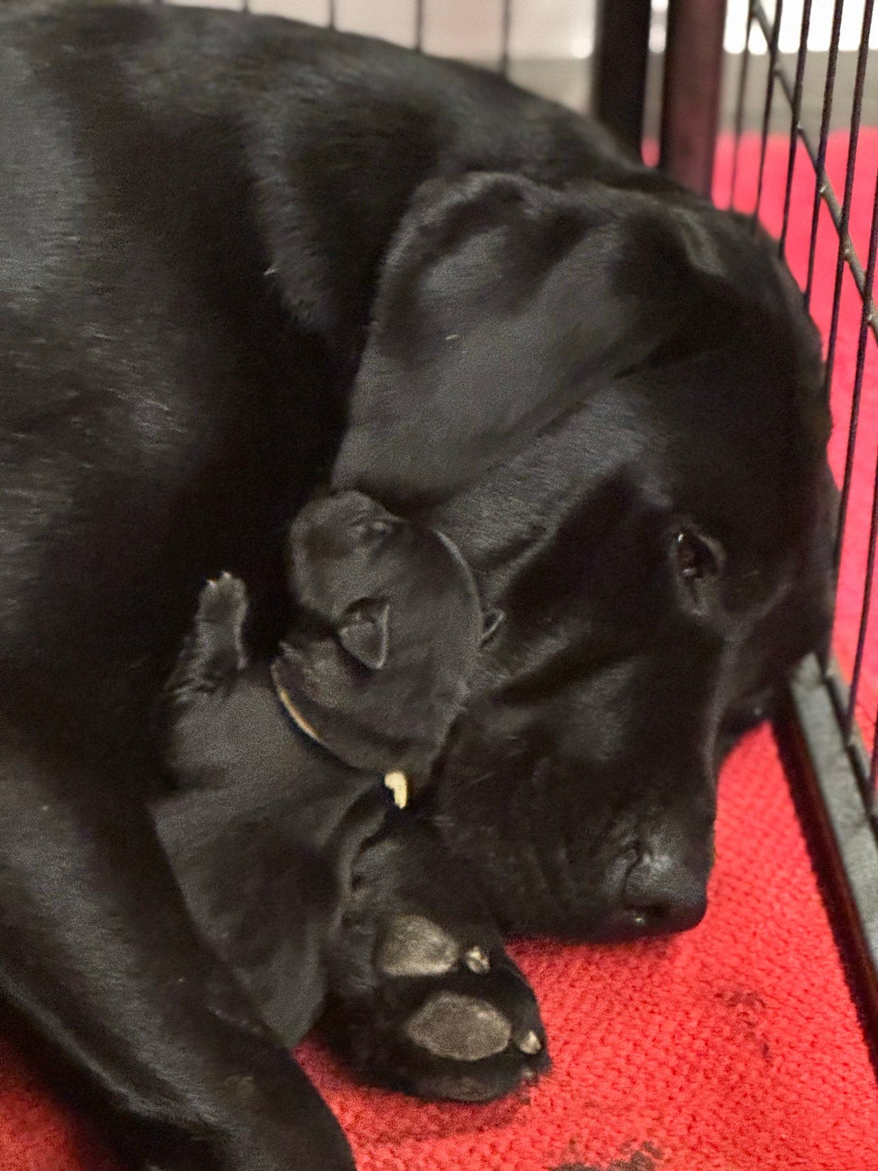 Labrador valper