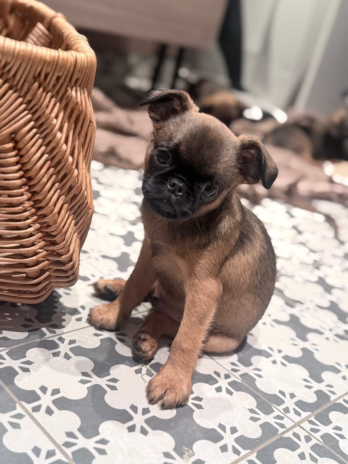 Nydelige familiehunder klare for levering. (1 ledig)