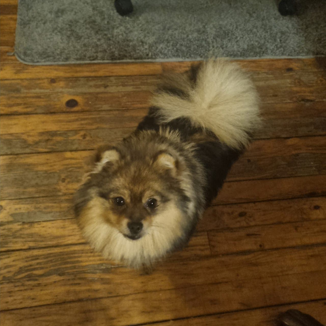Pomeranian gutt