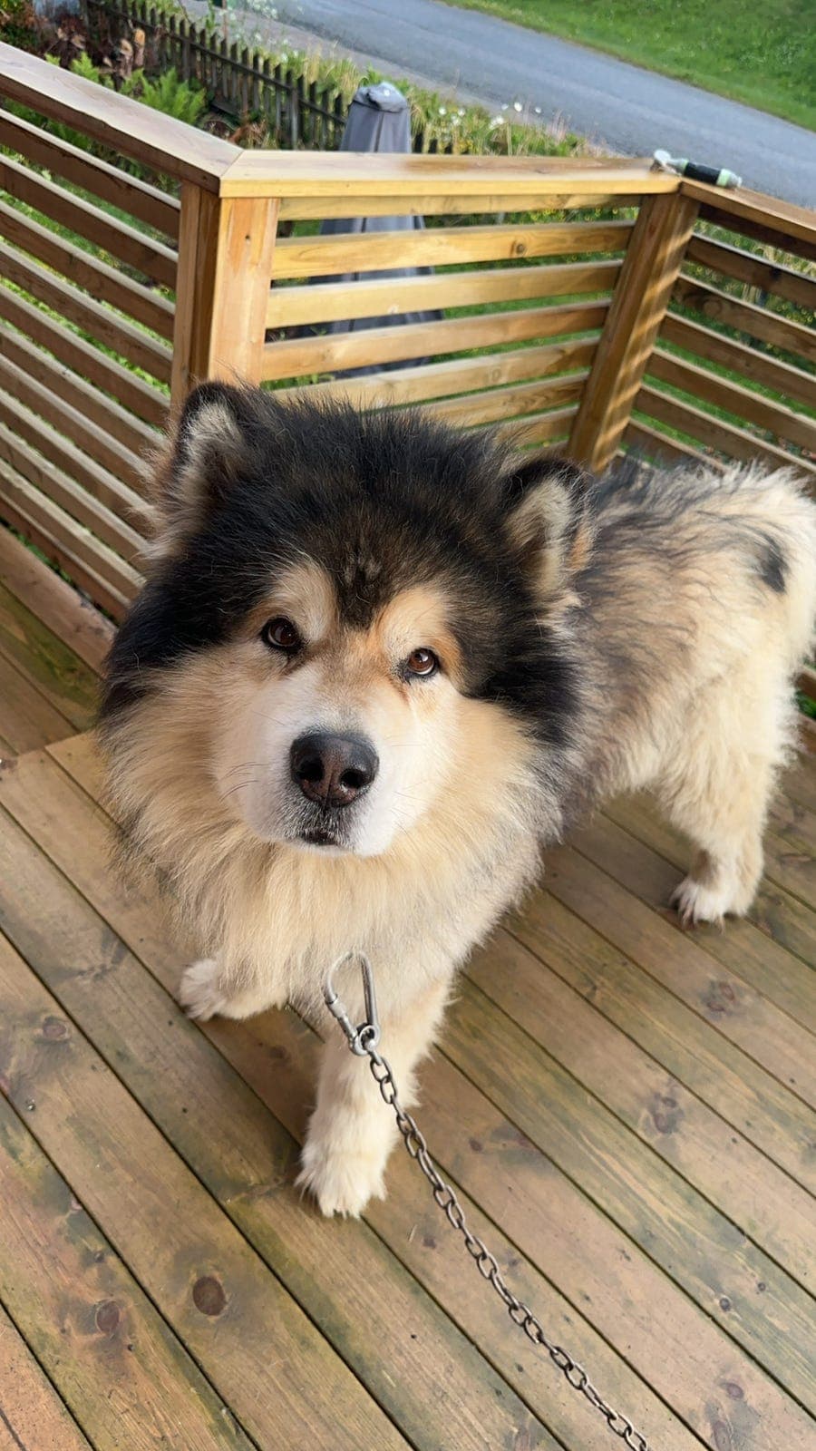 Alaskan malamute, turkompis?