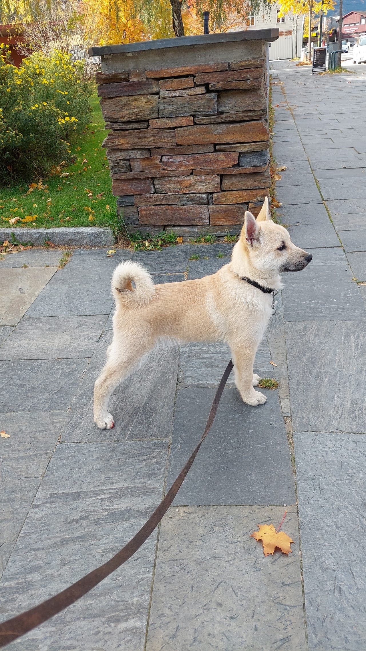 Norsk Buhund hannvalp
