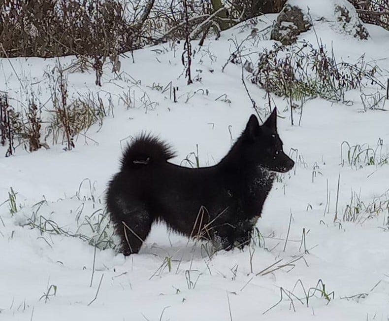 Norsk Buhund - planlagt kull
