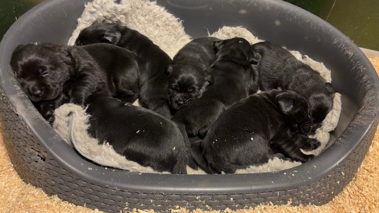 Valper hos jamboni’s Kennel